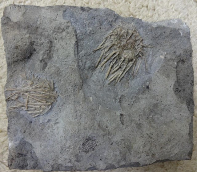 ウニ化石アーケオキダリス