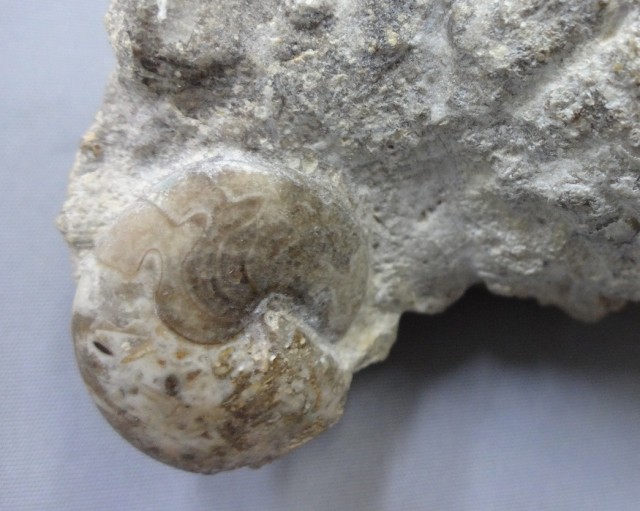 オウムガイ化石　アトゥリア　　　　　　　　　　　　