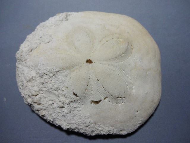 ウニ化石　　　　