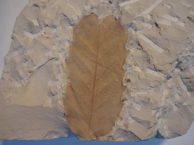 栗の葉化石